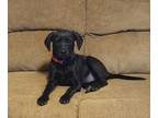 Adopt Fauna a Black Labrador Retriever, Beagle