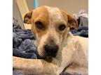 Adopt Rose a Coonhound, Beagle