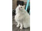 Adopt Snowbell a Turkish Angora