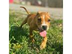 Adopt Luna a Boxer, American Staffordshire Terrier