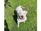 Adopt LACEY a American Staffordshire Terrier
