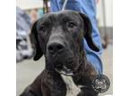 Adopt Hazel a Mastiff, Mixed Breed