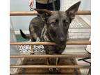 Adopt Halo a German Shepherd Dog