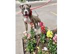 Adopt Jayla a American Staffordshire Terrier