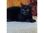 Adopt Jessie a Domestic Short Hair