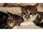 Adopt Bonnie and Clyde a American Shorthair