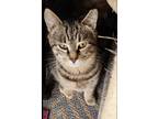 Adopt Holly a American Shorthair, Tabby