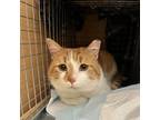 Adopt Todd a Domestic Short Hair