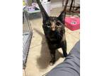 Adopt Gwen a Domestic Short Hair