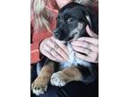 Adopt Sunday a Hound, Labrador Retriever