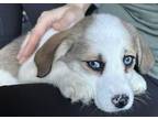 Adopt Friday a Hound, Labrador Retriever