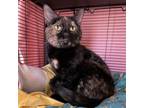 Adopt Ginger Ale a Domestic Short Hair