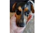 Adopt Tulip a Toy Fox Terrier