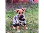 Adopt Nikita a Border Terrier, Jack Russell Terrier