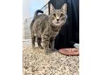 Adopt Noodles a Domestic Short Hair