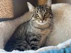 Adopt Aasha a Tabby, Domestic Short Hair