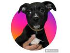 Adopt Rainbow a Pit Bull Terrier