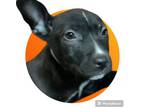 Adopt Leah a Pit Bull Terrier