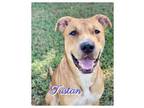 Adopt Tristan a Mixed Breed