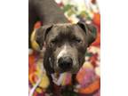 Adopt Dino a Pit Bull Terrier