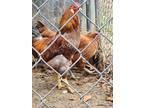 Adopt Blue-Lace Rooster a Chicken