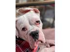 Adopt Arlo a Boxer