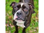 Adopt Bubba a Boxer, Pit Bull Terrier