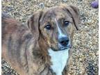 Adopt Raphael a Feist, Mixed Breed