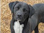 Adopt Donatello (Donny) a Labrador Retriever, Feist