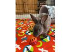 Adopt Leo De Caprio Bun a Rex