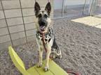 Adopt JERMAINE a German Shepherd Dog