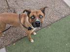 Adopt TYSON a Boxer, Siberian Husky