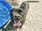 Adopt WOOKIEE a Pit Bull Terrier