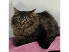 Adopt Demetri a Domestic Long Hair