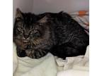 Adopt Sebastian a Domestic Medium Hair