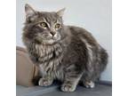 Adopt Julius a Domestic Medium Hair