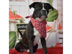 Adopt Doodle a Boxer