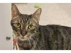 Adopt ASHER* a Domestic Short Hair