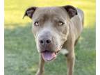 Adopt NUTMEG* a Pit Bull Terrier, Mixed Breed