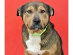 Adopt REPO* a German Shepherd Dog, Rottweiler