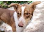 Adopt BUDDY a Australian Shepherd, Australian Cattle Dog / Blue Heeler