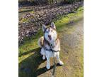 Adopt Staff Pick- Free Adoption- 35406 - Kyle - Approx. 6 Years Old a Husky