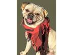 Adopt Buttercup a Pug