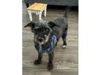 Adopt Gizmo a Schnauzer, Poodle