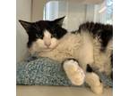 Adopt TILLAMOOK a Domestic Medium Hair