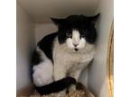 Adopt TADPOLE a Domestic Short Hair