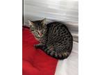 Adopt FELIX a Domestic Short Hair