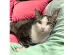 Adopt Baxter a Domestic Short Hair