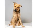 Adopt Latte a German Shepherd Dog, Mixed Breed