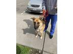 Adopt CHANDOSO a German Shepherd Dog